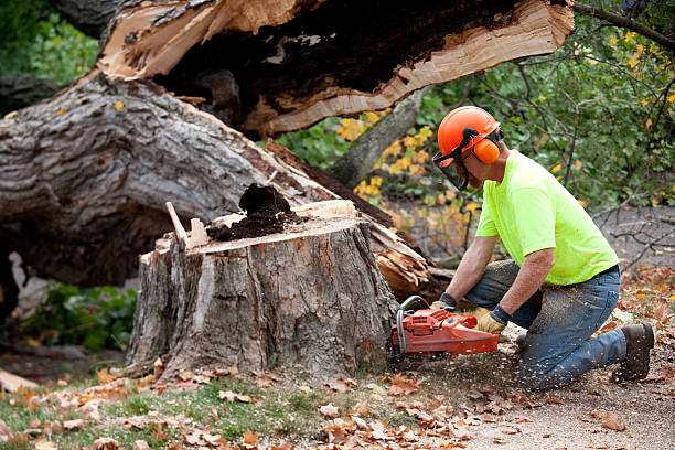 How Our Tree Care Process Works  in  Grandview, WA